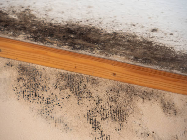 Best Mold Remediation for Vacation Homes  in Oswego, NY